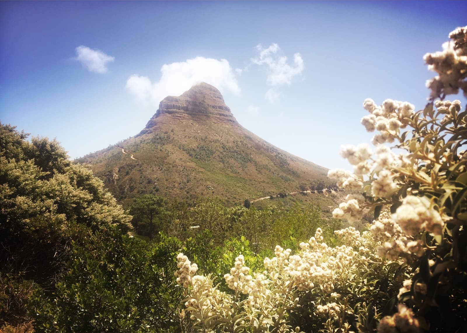 Lions Head
