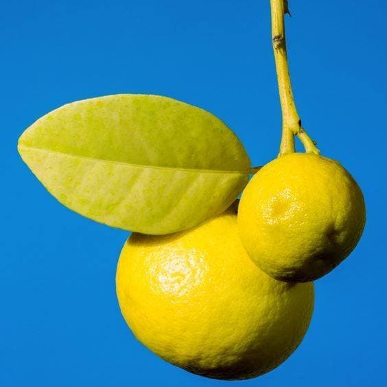 Le bleu citron